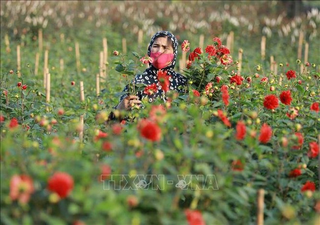 Làng hoa tấp nập chuẩn bị đón Xuân - Ảnh 1.