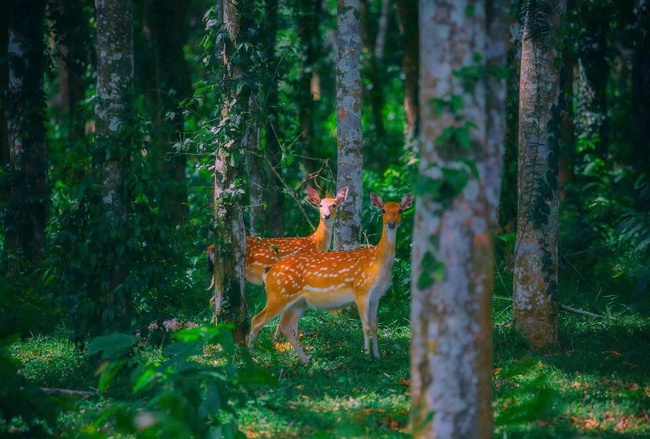 Khám phá Tour xe điện đom đóm và quan sát động vật hoang dã ban đêm tại Vườn quốc gia Cúc Phương - Ảnh 3.