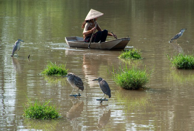 Cuộc sống sau ống kính: Như cánh vạc bay… - Ảnh 2.