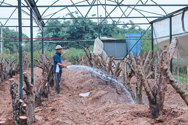 Người dân làng đào Nhật Tân tất bật chăm sóc đào cho dịp Tết nguyên đán Ất Tỵ - Ảnh 6.