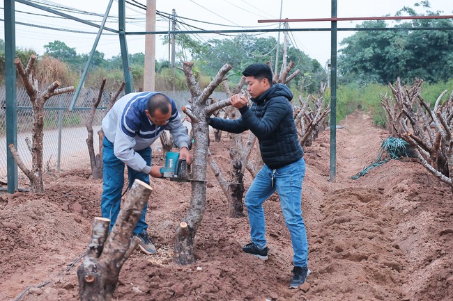 Người dân làng đào Nhật Tân tất bật chăm sóc đào cho dịp Tết nguyên đán Ất Tỵ - Ảnh 5.