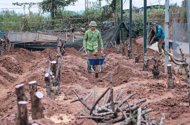 Người dân làng đào Nhật Tân tất bật chăm sóc đào cho dịp Tết nguyên đán Ất Tỵ - Ảnh 7.