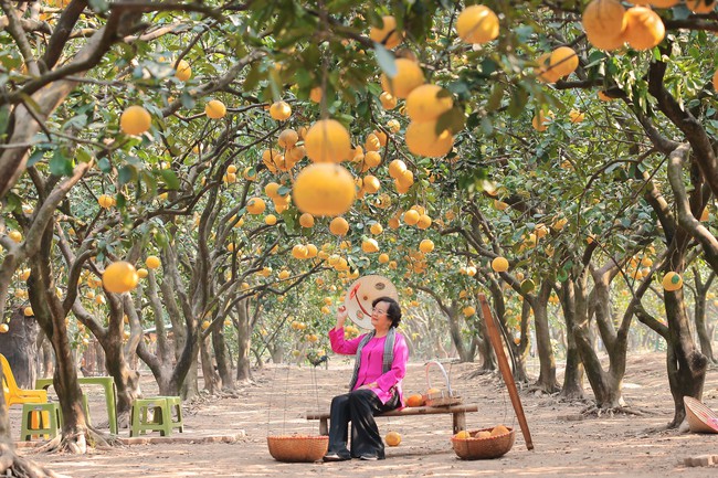 Làng bưởi Diễn nhộn nhịp vào vụ thu hoạch phục vụ Tết Ất Tỵ 2025 - Ảnh 8.