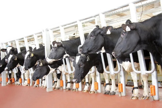 Bộ trưởng nông nghiệp Kaluga (Nga) thăm trang trại TH True Milk: &quot;Chúng tôi nể phục và tiếp thu được nhiều bài học có giá trị&quot; - Ảnh 5.
