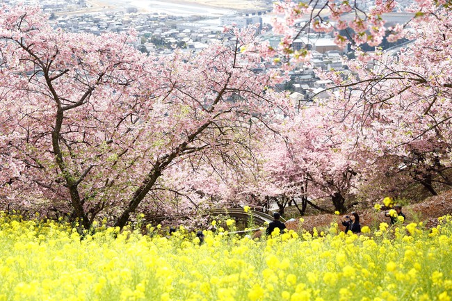 Bắt đầu mùa hoa anh đào ở Hàn Quốc và Nhật Bản - Ảnh 3.