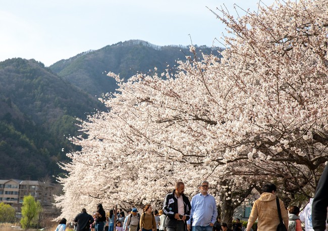 Chiêm ngưỡng vẻ đẹp của hoa anh đào và núi Phú Sỹ tại hồ Kawaguchi - Ảnh 1.