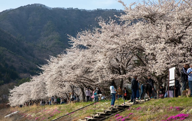Chiêm ngưỡng vẻ đẹp của hoa anh đào và núi Phú Sỹ tại hồ Kawaguchi - Ảnh 3.
