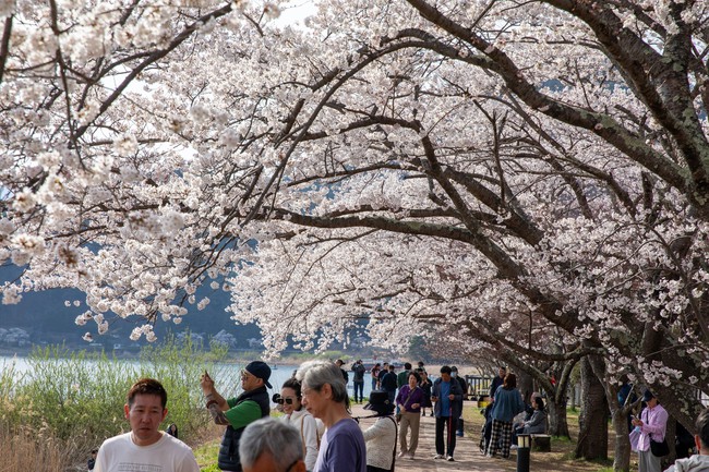 Chiêm ngưỡng vẻ đẹp của hoa anh đào và núi Phú Sỹ tại hồ Kawaguchi - Ảnh 4.