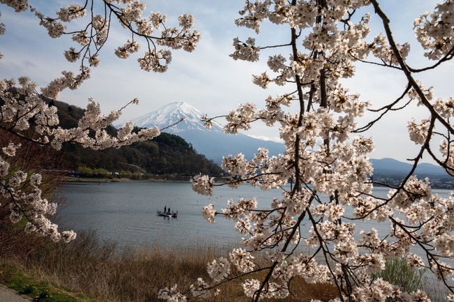 Chiêm ngưỡng vẻ đẹp của hoa anh đào và núi Phú Sỹ tại hồ Kawaguchi - Ảnh 5.