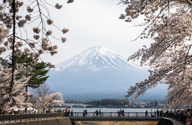 Chiêm ngưỡng vẻ đẹp của hoa anh đào và núi Phú Sỹ tại hồ Kawaguchi - Ảnh 6.