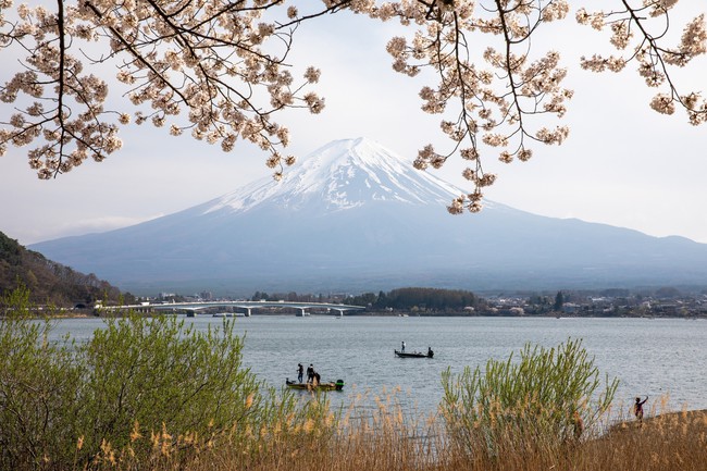 Chiêm ngưỡng vẻ đẹp của hoa anh đào và núi Phú Sỹ tại hồ Kawaguchi - Ảnh 7.