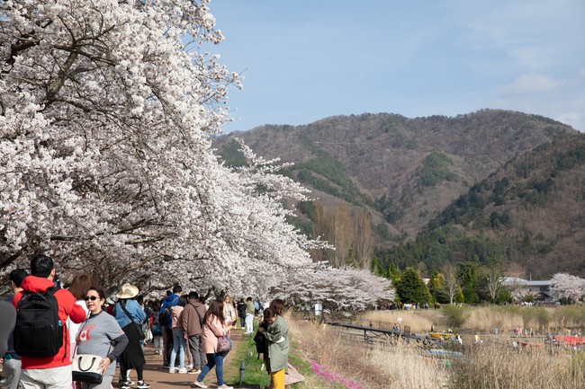 Chiêm ngưỡng vẻ đẹp của hoa anh đào và núi Phú Sỹ tại hồ Kawaguchi - Ảnh 8.