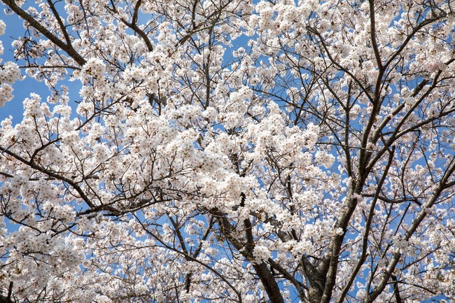 Chiêm ngưỡng vẻ đẹp của hoa anh đào và núi Phú Sỹ tại hồ Kawaguchi - Ảnh 10.