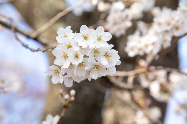Chiêm ngưỡng vẻ đẹp của hoa anh đào và núi Phú Sỹ tại hồ Kawaguchi - Ảnh 11.