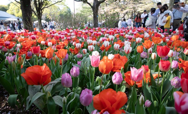 Nhật Bản: Muôn hoa khoe sắc trong lễ hội hoa tại công viên Showakinen - Ảnh 1.