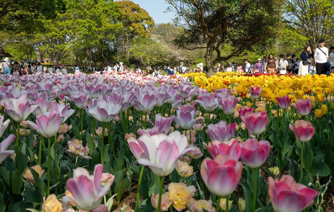 Nhật Bản: Muôn hoa khoe sắc trong lễ hội hoa tại công viên Showakinen - Ảnh 6.