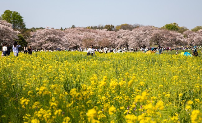 Nhật Bản: Muôn hoa khoe sắc trong lễ hội hoa tại công viên Showakinen - Ảnh 13.