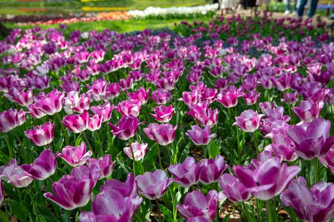 Nhật Bản: Muôn hoa khoe sắc trong lễ hội hoa tại công viên Showakinen - Ảnh 7.