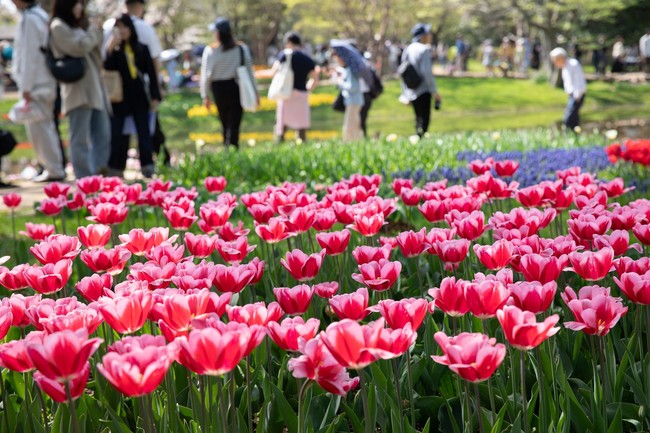 Nhật Bản: Muôn hoa khoe sắc trong lễ hội hoa tại công viên Showakinen - Ảnh 8.