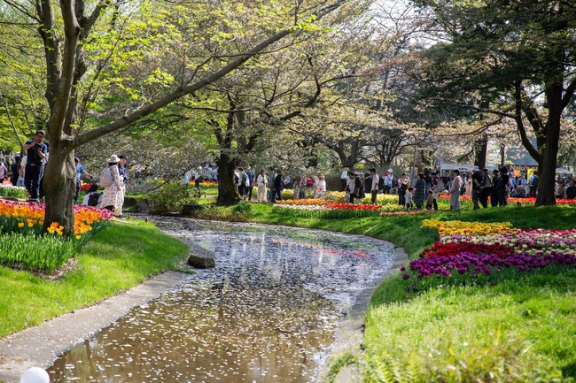 Nhật Bản: Muôn hoa khoe sắc trong lễ hội hoa tại công viên Showakinen - Ảnh 9.