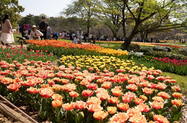 Nhật Bản: Muôn hoa khoe sắc trong lễ hội hoa tại công viên Showakinen - Ảnh 3.