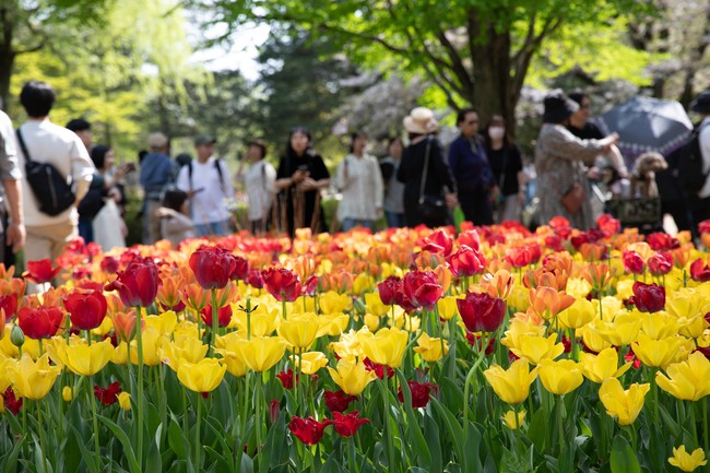 Nhật Bản: Muôn hoa khoe sắc trong lễ hội hoa tại công viên Showakinen - Ảnh 2.
