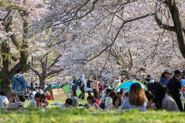 Nhật Bản: Muôn hoa khoe sắc trong lễ hội hoa tại công viên Showakinen - Ảnh 10.