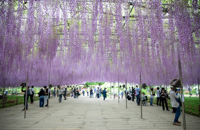 Chiêm ngưỡng vườn hoa tử đằng đẹp nhất Nhật Bản nở rộ - Ảnh 1.