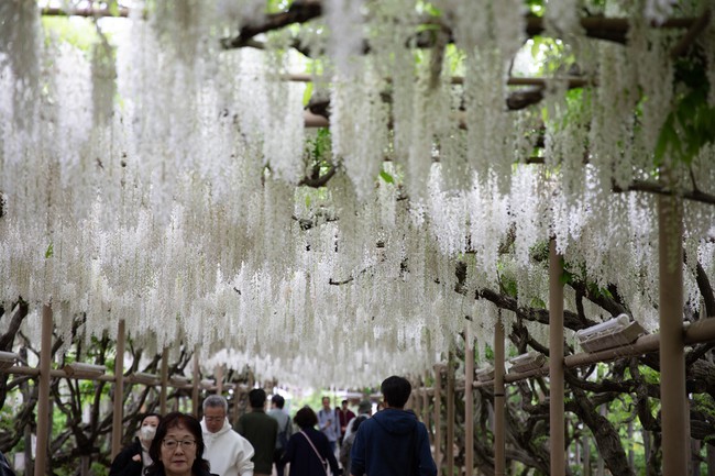 Chiêm ngưỡng vườn hoa tử đằng đẹp nhất Nhật Bản nở rộ - Ảnh 2.