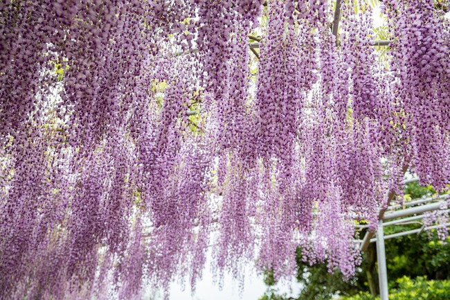 Chiêm ngưỡng vườn hoa tử đằng đẹp nhất Nhật Bản nở rộ - Ảnh 3.