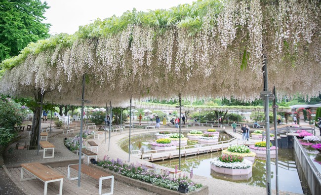 Chiêm ngưỡng vườn hoa tử đằng đẹp nhất Nhật Bản nở rộ - Ảnh 4.