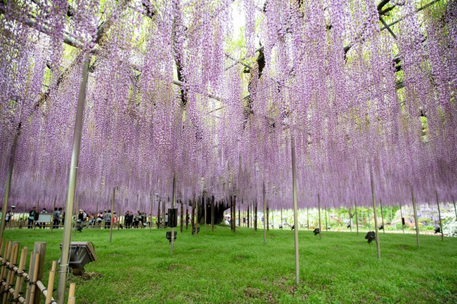 Chiêm ngưỡng vườn hoa tử đằng đẹp nhất Nhật Bản nở rộ - Ảnh 5.
