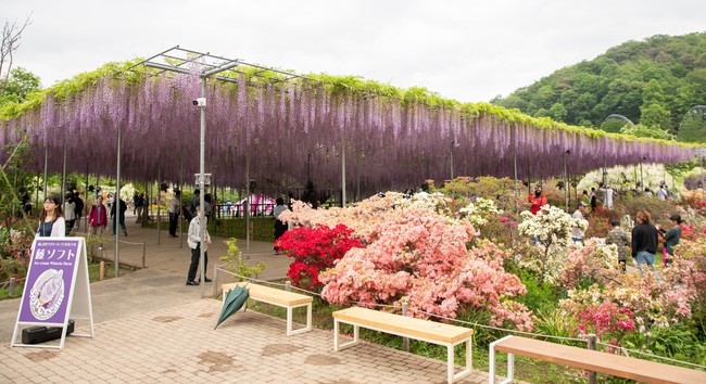 Chiêm ngưỡng vườn hoa tử đằng đẹp nhất Nhật Bản nở rộ - Ảnh 6.