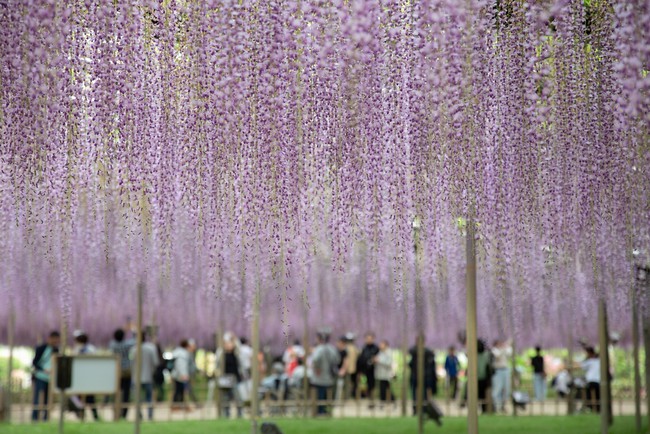 Chiêm ngưỡng vườn hoa tử đằng đẹp nhất Nhật Bản nở rộ - Ảnh 7.
