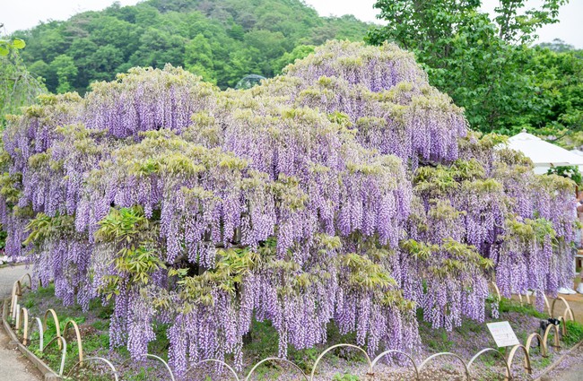 Chiêm ngưỡng vườn hoa tử đằng đẹp nhất Nhật Bản nở rộ - Ảnh 8.
