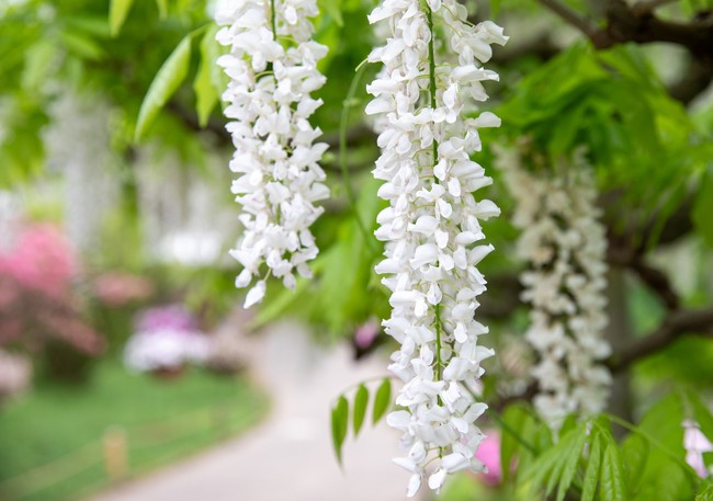 Chiêm ngưỡng vườn hoa tử đằng đẹp nhất Nhật Bản nở rộ - Ảnh 9.