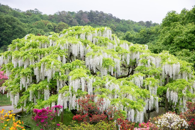 Chiêm ngưỡng vườn hoa tử đằng đẹp nhất Nhật Bản nở rộ - Ảnh 10.