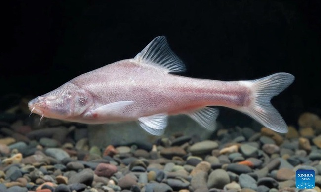 Trung Quốc phát hiện loài cá mù trong sông ngầm - Ảnh 1.