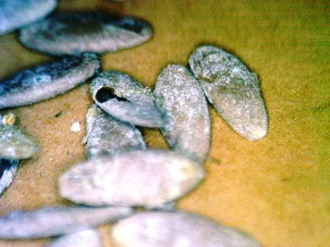 Cái ăn của người Đông Sơn (kỳ 1): Tìm về mâm cơm Đông Sơn hơn 2.000 năm trước - Ảnh 6.