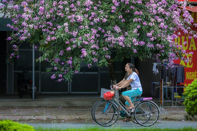 Hoa bằng lăng 'nhuộm tím' thành phố Hòa Bình - Ảnh 3.