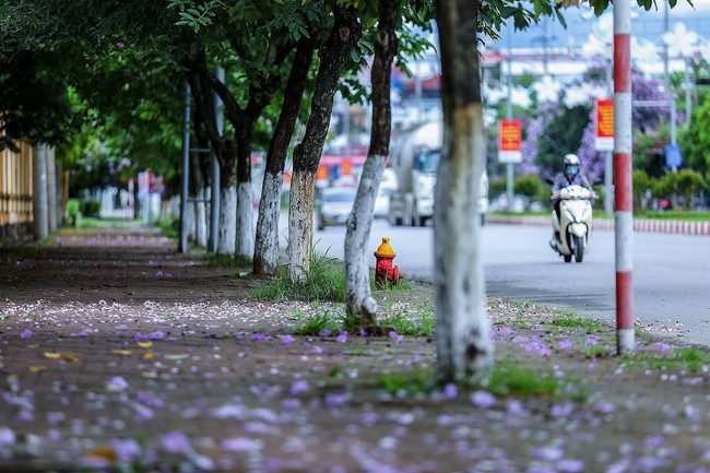 Hoa bằng lăng 'nhuộm tím' thành phố Hòa Bình - Ảnh 7.