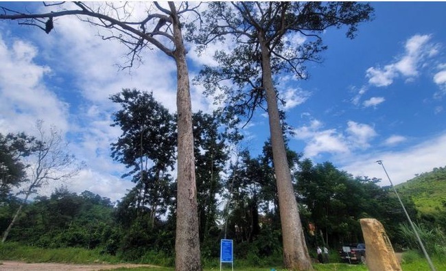 Chuyện quản lý: Đề xuất chi 400 triệu đồng để xử lý cây di sản bị chết ở Khánh Hòa - Ảnh 1.
