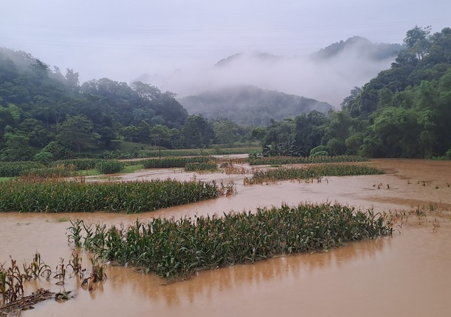 Hà Giang mưa to, nước thượng nguồn đổ về gây ngập lụt trên diện rộng - Ảnh 10.