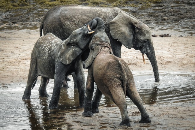 Nghiên cứu mới phát hiện loài voi gọi nhau bằng tên - Ảnh 1.