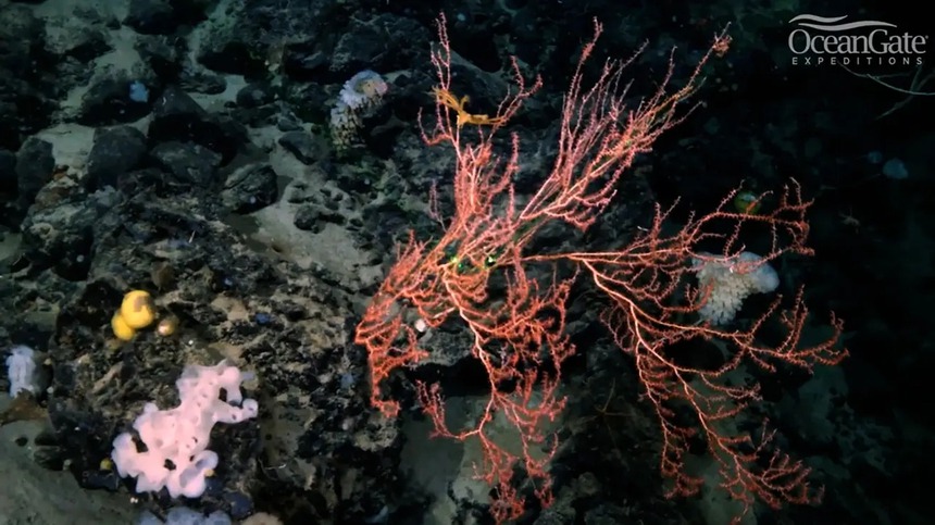 Máy quét âm thanh phát hiện tín hiệu bất ngờ gần xác tàu Titanic gây mê hoặc giới khoa học - Ảnh 3.