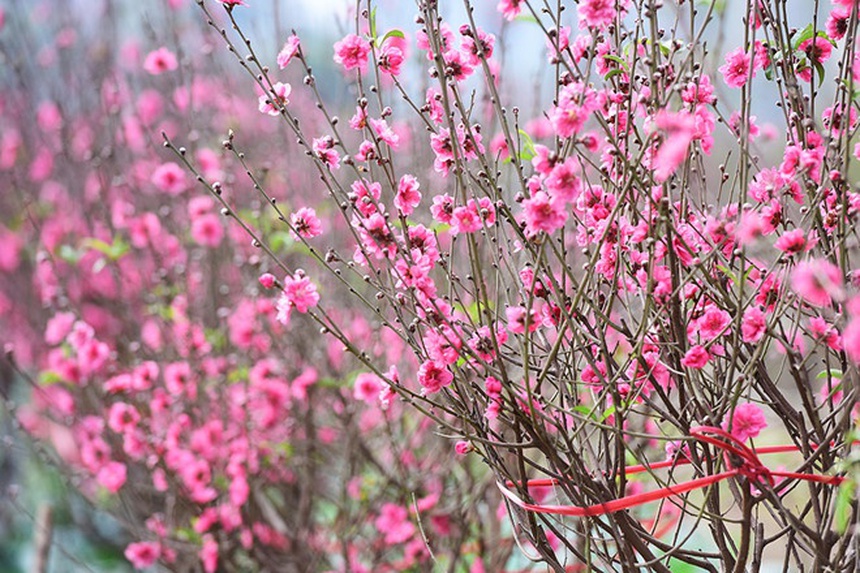 Thư robot: Tết còn xa hay gần? - Ảnh 2. Thư robot: Tết còn xa hay gần? - Ảnh 2.