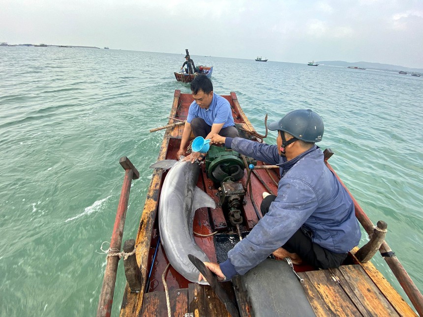Giải cứu thành công cá heo mắc cạn trên biển Cô Tô - Ảnh 2.