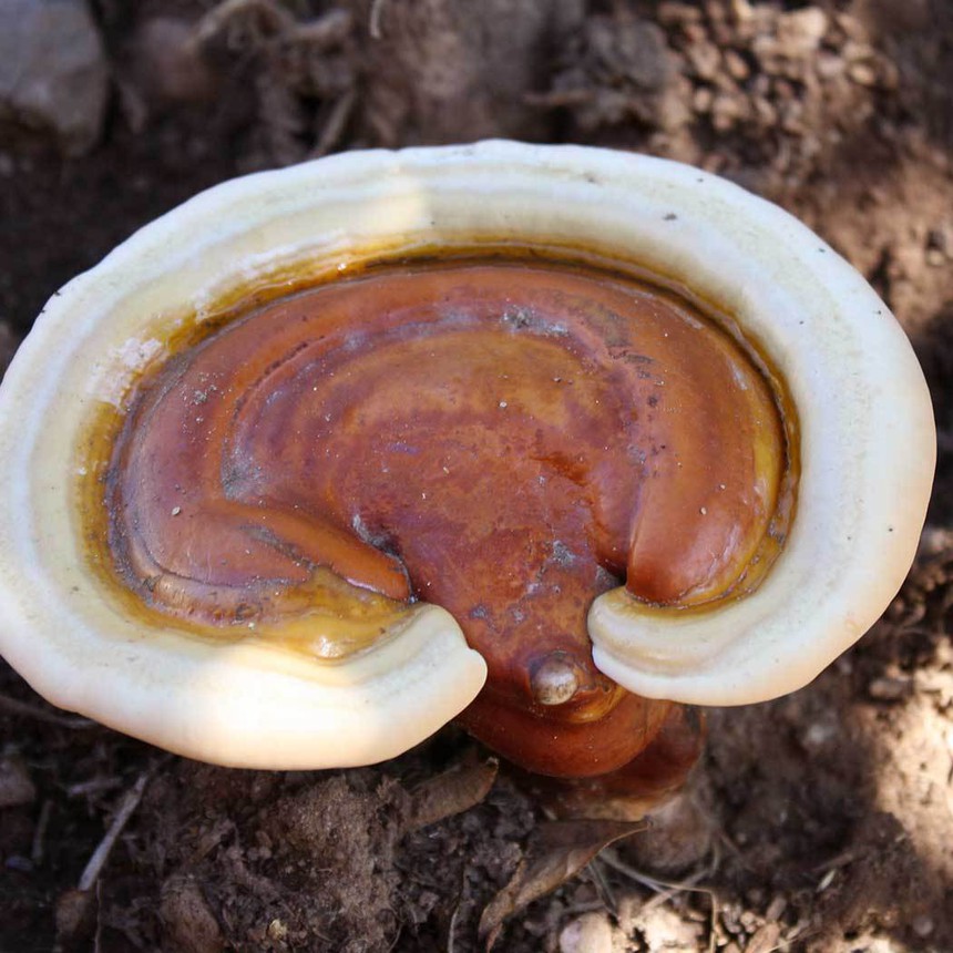 Khoa học thử nghiệm chip máy tính có thành phần nấm linh chi, tái chế và phân hủy dễ dàng - Ảnh 2.