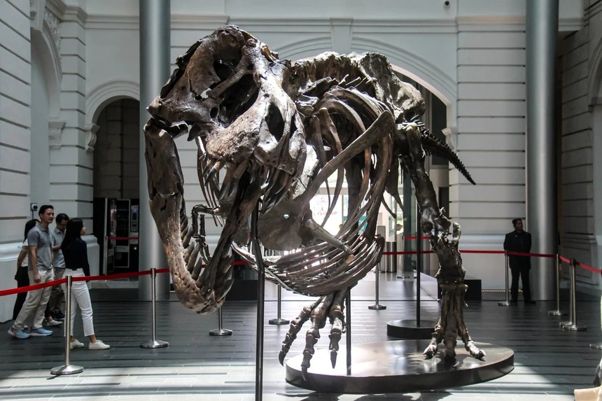 Xương khủng long bạo chúa - Hàng "hot" không dễ bán - Ảnh 2.