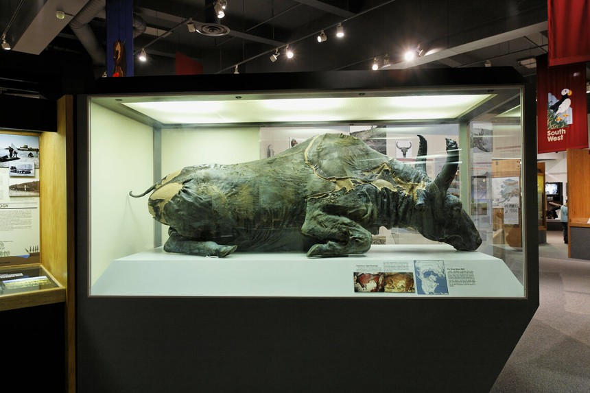 Bữa tối kỳ lạ với món thịt hầm lấy từ xác ướp bò rừng bị đóng băng 50.000 năm trước - Ảnh 1. Bữa tối kỳ lạ với món thịt hầm lấy từ xác ướp bò rừng bị đóng băng 50.000 năm trước - Ảnh 1.